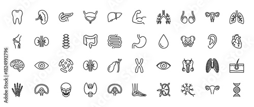 Anatomy line icon set. Vector pictograms of the brain, heart, lungs, kidney, pancreas, liver, and DNA, thin linear illustration.