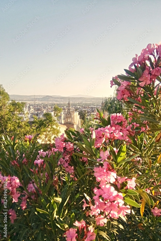 Obraz premium Elevated summer view of city skyline and distant mountains framed by bright pink oleander flowers and green foliage under clear sky