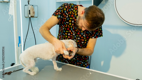 At a pet grooming salon, a middle-aged male groomer is trimming the nails of an adorable Poodle dog in a close-up view.