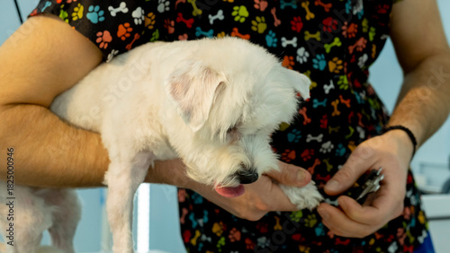 At a pet grooming salon, a middle-aged male groomer is trimming the nails of an adorable Poodle dog in a close-up view.