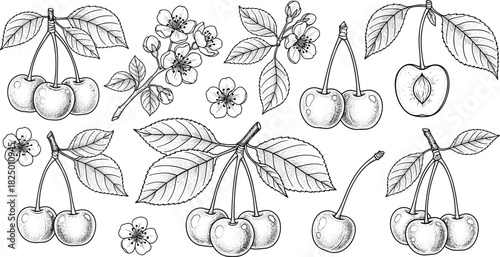 A detailed collection of hand-drawn cherry illustrations, including fruits, blossoms, and leaves in a vintage sketch style