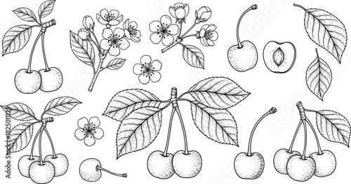 A collection of hand-drawn cherry illustrations featuring ripe fruits, delicate blossoms, and leaves in a vintage botanical engraving style