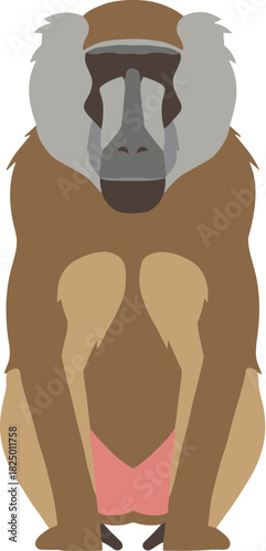 Vector illustration of a sitting baboon monkey on a white background.