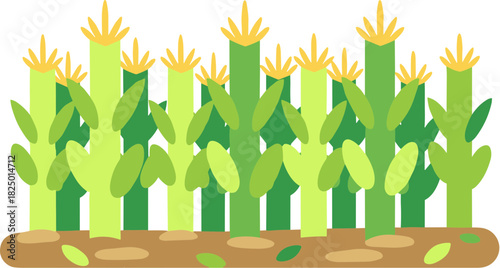 A vibrant green cornfield with tall stalks and yellow tassels.