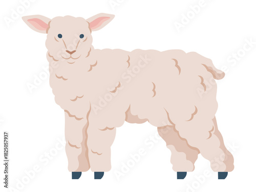 Fluffy lamb. Animal care, farm life, livestock farming, pastoral art, rural scenery, kid-friendly media. A cute white fluffy lamb stands upright, facing forward. Animal care and farm life concepts