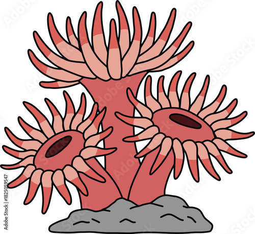 Vibrant Red Sea Anemones on a Rock