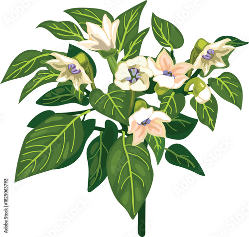 Ornamental pepper (Capsicum annuum) plant with white flowers and green leaves isolated on white background