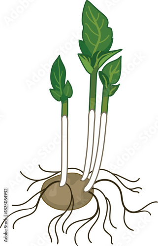 Potato with sprouts and roots isolated on white background