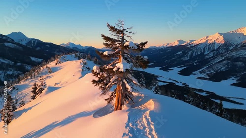 Majestic lone pine tree on a snow-covered mountain ridge at golden hour, overlooking a vast winter valley for a pristine wilderness concept and serene escape