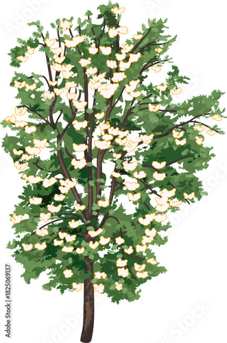 Blossom rowan tree (Sorbus aucuparia) with green leaves and many white flowers in crown for landscape design isolated on white background