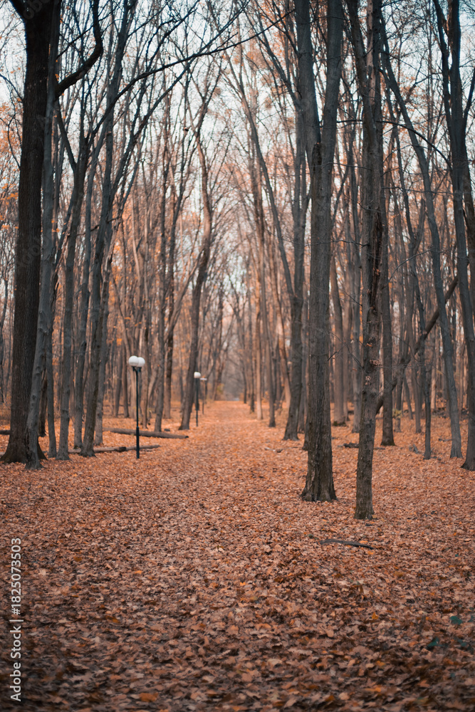 Obraz premium Autumn walk through a serene and quiet forest with bare trees and colorful fallen leaves