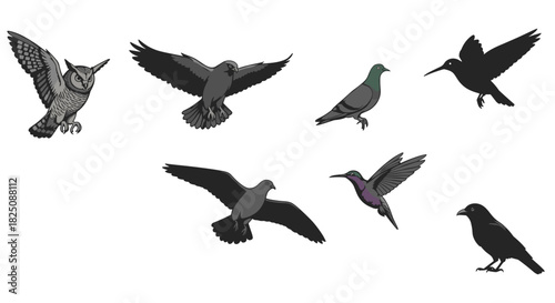 Flying birds collection with owl, pigeon, hummingbird, crow, seagull for nature designs