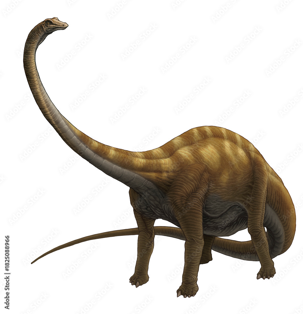 Fototapeta premium This detailed illustration depicts a majestic Diplodocus on a plain white background