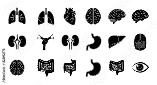 Anatomical organs for medical educational illustrations, vector graphic icons design set