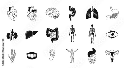 Anatomical human body organs set, vector illustration for medical education and research