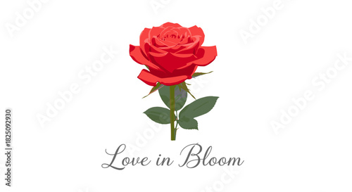 Stunning red rose in full bloom, a symbol of love and passion, originally a scalable vector
