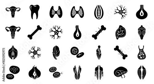 Anatomical organs icons for medical design projects, science and healthcare solutions