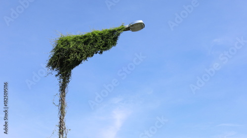 Green vines on a street lamp. Ivy growing on a metal street lamp pole against a blue sky with thin white clouds, with selective focus copy space.