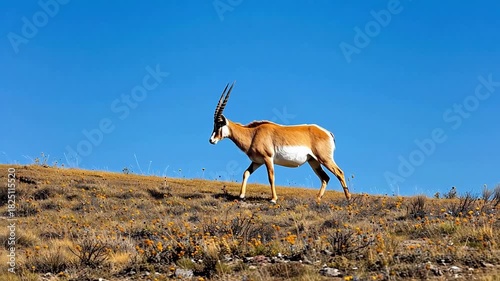 Antelope on a Hillside