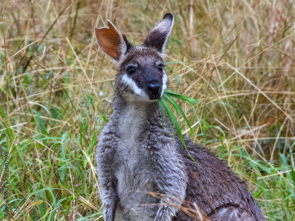 Fototapeta premium Whiptail Wallaby Pretty-faced Wallaby (Macropus parryi) in Australia