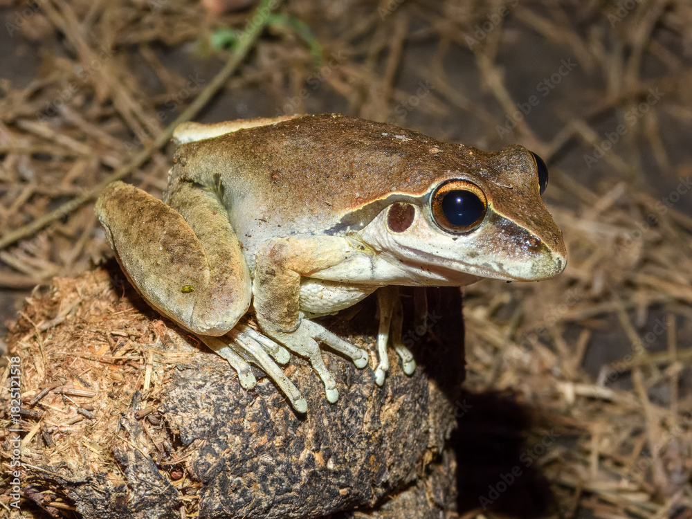 Naklejka premium Eastern Stony Creek Frog (Litoria wilcoxii) in Australia