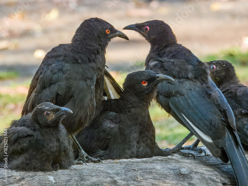 White-winged Chough (Corcorax melanorhamphos) in Australia