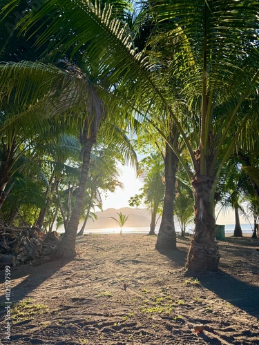 palm trees on the beach