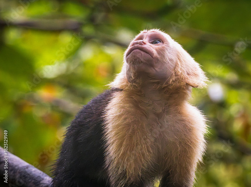 Photography White-faced Capuchin Monkey looks into branches above in Tortuguero National Par