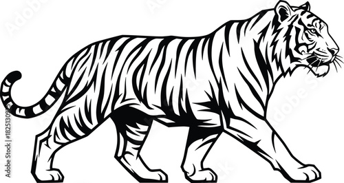 Tiger walking illustration, powerful big cat artwork, striped predator silhouette design, wild animal graphic for logos, tattoos, and decoration
