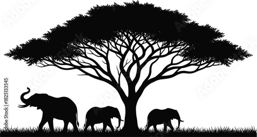 Elephant family silhouette under acacia tree, African savanna wildlife scene, nature illustration for safari art, travel graphics, outdoor design projects