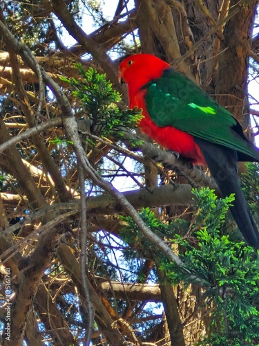 Australian King-Parrot