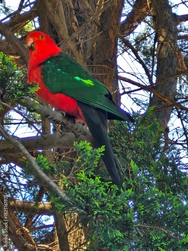 Australian King-Parrot 