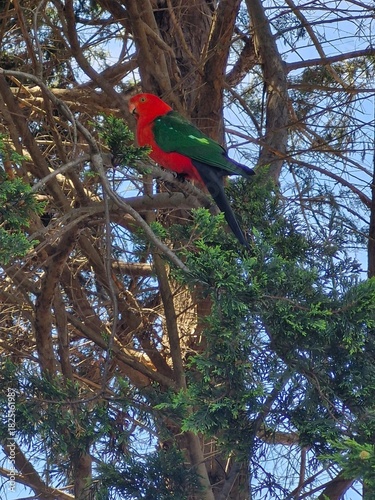 Australian King-Parrot