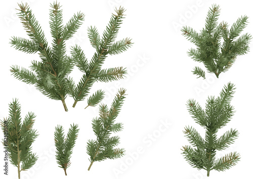 Evergreen conifer sprigs with needle leaves isolated on white background for botanical, seasonal, nature, forest, and winter design illustration