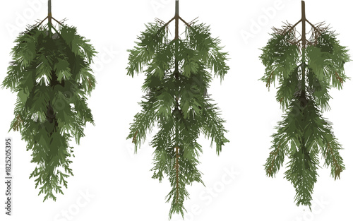 Coniferous tree foliage hanging downward with needle clusters and branch detail for botanical, forest, nature, and evergreen plant illustration reference