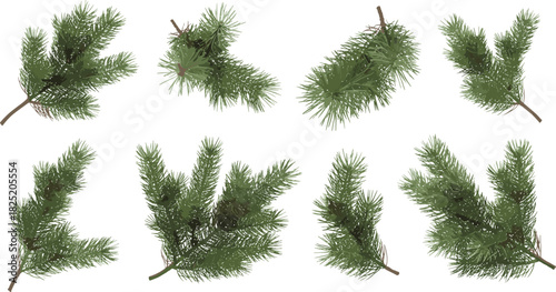 Realistic pine tree branches isolated on white background, ideal for nature design, botanical illustration, winter decor, and seasonal vector themes.