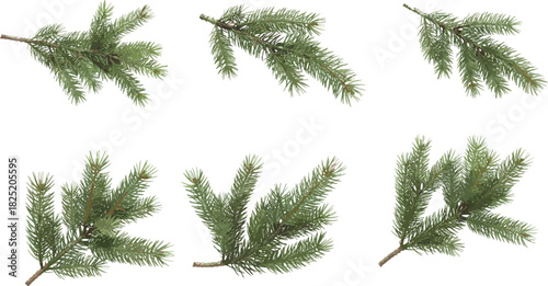 Realistic evergreen conifer branches isolated on white background, perfect for botanical design, holiday decoration, nature themes, and seasonal illustrations.