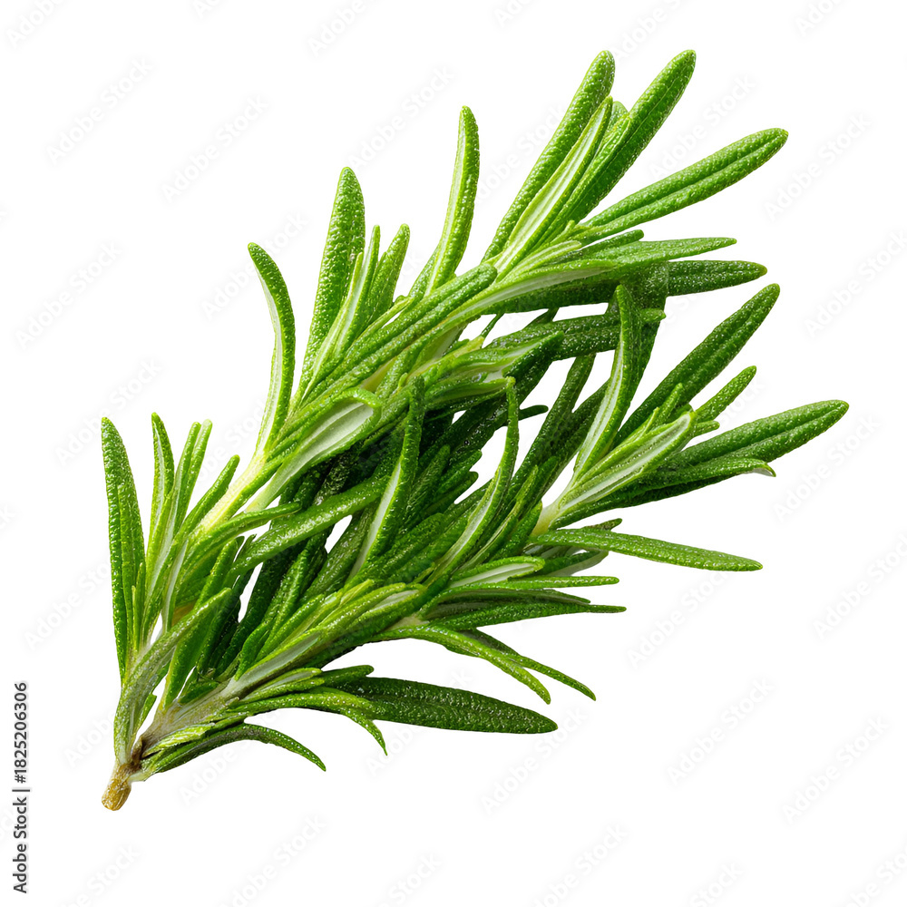 Fototapeta premium Fresh green rosemary sprig isolated on white background