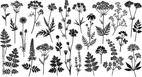 Botanical silhouettes, wildflowers, herbs, nature illustration, plant shapes, floral design, vintage style, black vector, medicinal plants, garden elements