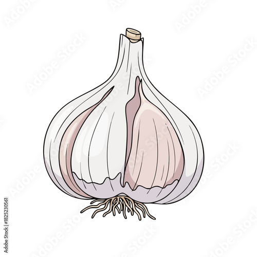 Detailed Illustration of a Fresh Garlic Bulb with Roots and Cloves