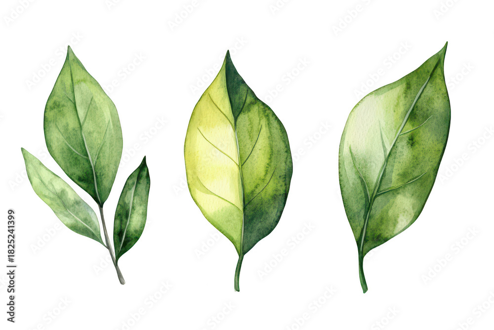 Fototapeta premium A collection of three beautifully illustrated watercolor leaves various shades of green and yellow. ideal for botanical-themed projects or nature-inspired designs