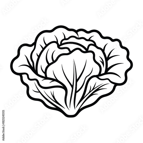 Simple line drawing of a fresh green cabbage head
