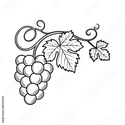 Hand drawn sketch of a grape cluster with leaves and vine