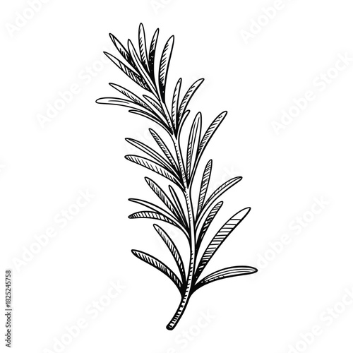 Hand drawn sketch of a rosemary sprig with needle like leaves