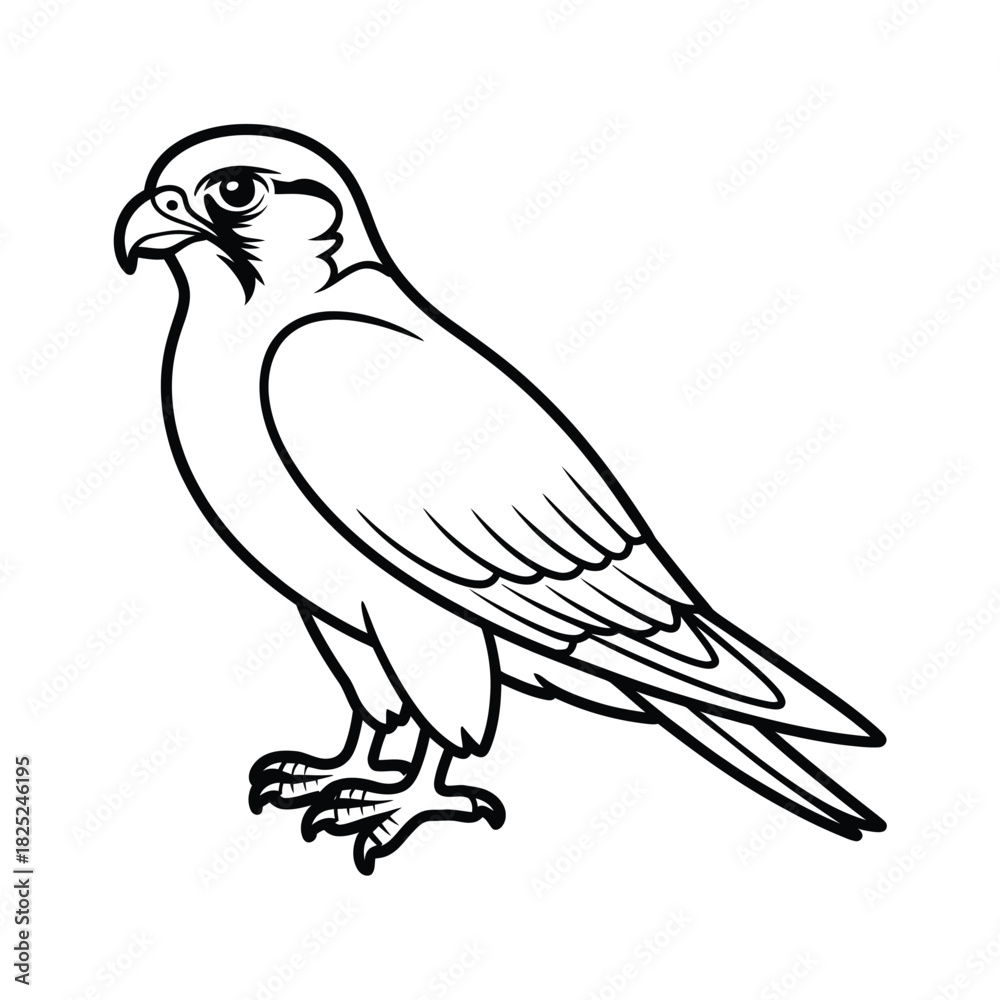 Fototapeta premium Line drawing of a peregrine falcon standing profile