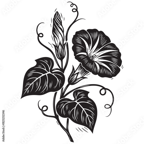 Black and white illustration of morning glory flowers and leaves