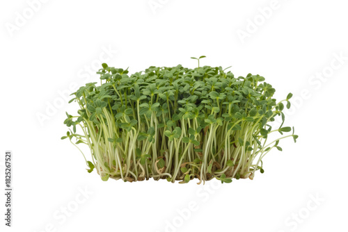 Fresh green cress sprouts, healthy microgreens, isolated on transparent background