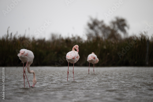 fenicotteri rosa camargue