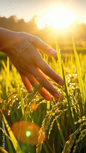 Golden Sunrise Over Lush Rice Field Hand Touches Green Stalks