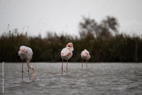 fenicotteri rosa camargue